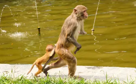 U Nepalu popisuju majmune!